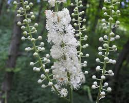 Black Cohosh (Actaea racemosa)