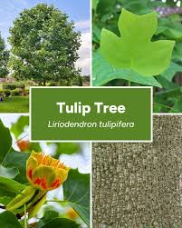 Tulip Tree Bark (Liriodendron tulipifera)
