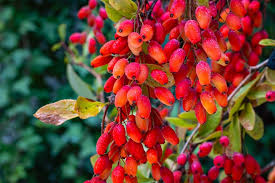 Barberry (Berberis vulgaris)