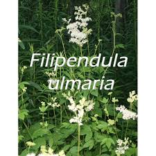 Meadowsweet (Filipendula ulmaria)
