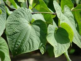 Kava Root (Piper methysticum)