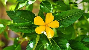 Damiana (Turnera diffusa)