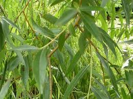 White Willow Bark (Salix alba)