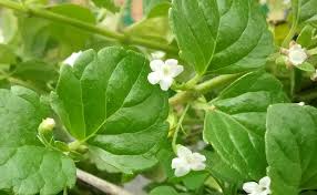Yerba Buena (Clinopodium douglasii)