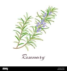 Rosemary (Rosmarinus officinalis)