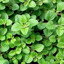 🌿 Oregano (Origanum vulgare)