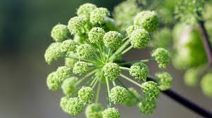 Angelica Root (Angelica archangelica)