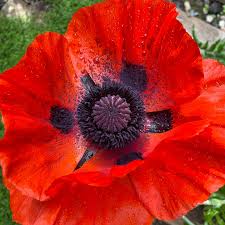 Poppy Flower (Papaver rhoeas)