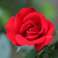 Rose (Rosa spp.)