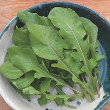 Rocket (Arugula – Eruca sativa)